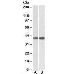 EXOG Antibody