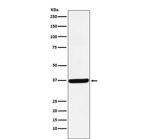 DDAH1 Antibody