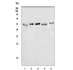ATG5 Antibody