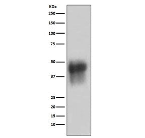 CD46 Antibody