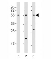 Western blot testing of Runx1 antibody at 1:2000 dilution. Lane 1: Jurkat lysate; 2: NIH3T3 lysate; 