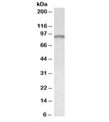Western blot testing of human cerebellum lysate with E2F7 antibody at 0.3ug/ml. Predicted molecular 