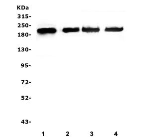 ZEB1 Antibody