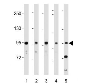 Western blot testing of 1) human HeLa, 2) HUVEC, 3) human NCI-H460, 4) human brain and 5) mouse NIH 