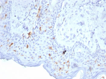 Langerin Antibody / CD207