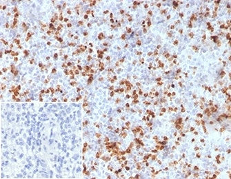 IHC staining of FFPE human spleen tissue with Resistin antibody (clone RETN/3331). Negative control 