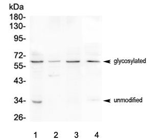 Western blot testing of human 1) HEK293, 2) Jurkat, 3) CCRF-CEM and 4) mouse thymus lysate with CD27