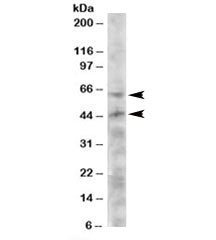 TERF1 Antibody