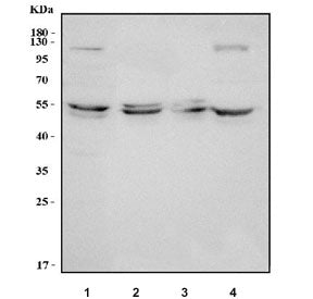 Western blot testing of human 1) HeLa, 2) A549, 3) A431 and 4) MCF7 cell lysate with MDMX antibody. 