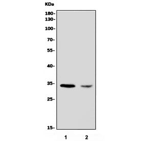 Western blot testing of 1) human U-87 MG and 2) mouse RAW264.7 cell lysate with CDR1 antibody. Predi