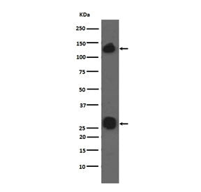Integrin alpha V Antibody / ITGAV
