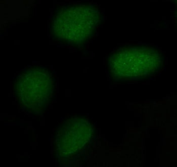NXPE3 Antibody / FAM55C