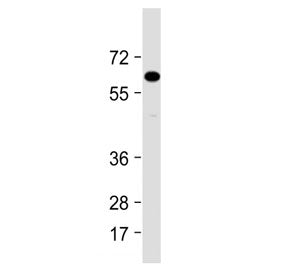 IL1RAP Antibody (Center Region)