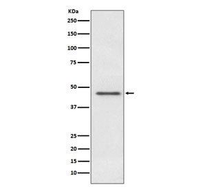 Western blot testing of human HeLa cell lysate with PDHA1 antibody. Predicted molecular weight ~43 k