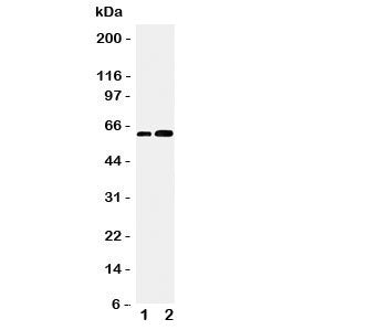 Cdc6 Antibody