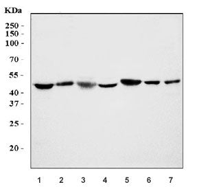 Oct4 Antibody / POU5F1