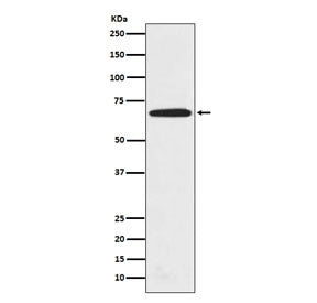 PRMT5 Antibody