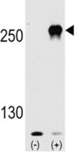 mTOR Antibody, 0.4ml