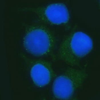 Immunofluorescent staining of FFPE human MCF7 cells with B3GNT2 antibody (green) and DAPI nuclear st