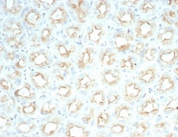 IHC staining of FFPE human salivary gland with recombinant Cystic Fibrosis Transmembrane Regulator a