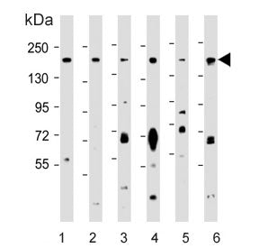 PELP1 Antibody