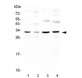 Western blot testing of 1) mouse kidney, 2) mouse brain, 3) rat kidney and 4) rat brain with Aquapor
