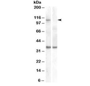 AGO1 Antibody