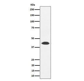 Western blot testing of human 293T cell lysate with NUDT19 antibody. Predicted molecular weight ~42 
