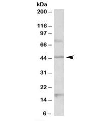 Htr1a Antibody