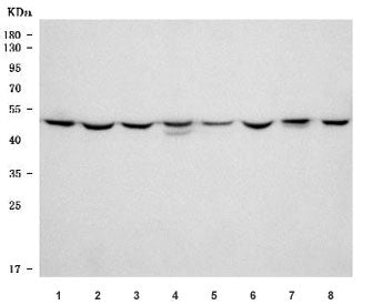 Western blot testing of 1) rat testis, 2) rat brain, 3) rat C6, 4) rat PC-12, 5) mouse testis, 6) mo