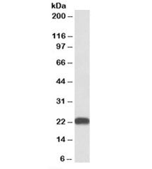 BLVRB Antibody