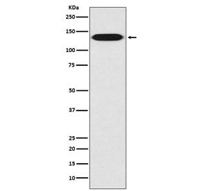 Integrin beta 1 Antibody / ITGB1 / CD29