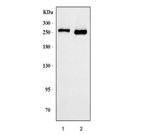 Western blot testing of human 1) HEL and 2) K562 cell lysate with Ankyrin-1 antibody. Predicted mole