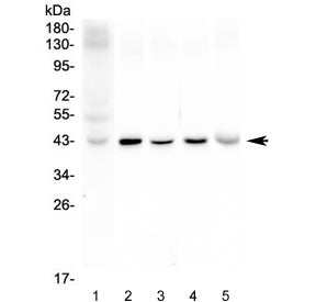 Western blot testing 1) human placenta, 2) rat brain, 3) rat heart, 4) mouse brain and 5) mouse hear