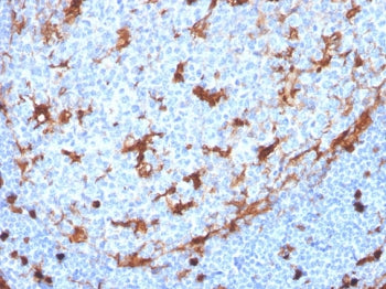 IHC staining of FFPE human tonsil with recombinant Annexin A1 antibody (clone ANXA1/3869R). HIER: bo