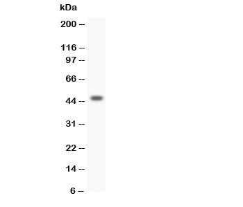 HOXA3 Antibody