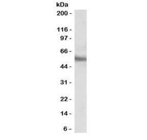 ERG Antibody