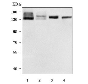 NHSL2 Antibody / NHS-like protein 2