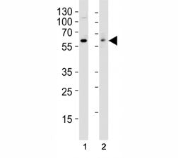 Src Antibody