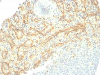 TIM-3 Antibody / HAVCR2