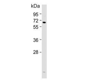 COX2 Antibody / PTGS2