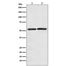 GLUT3 Antibody / SLC2A3