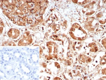 IHC staining of FFPE human kidney tissue with Caspase 7 antibody (clone CASP7/9051). Inset: PBS used