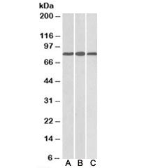Western blot testing of mouse heart [A], rat heart [B], and rat kidney [C] lysates with MID2 antibod