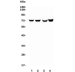 HIF-3 alpha Antibody / HIF3A