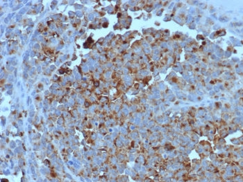 CD63 Antibody / LAMP-3