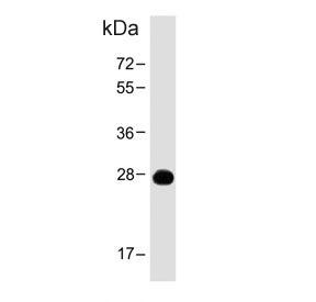 Western blot testing of human spleen tissue lysate with PRSS57 antibody. Predicted molecular weight 