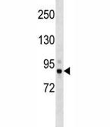 Tbk1 antibody western blot analysis in mouse cerebellum tissue lysate. Predicted molecular weight: ~