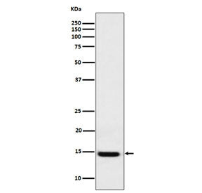 Western blot testing of human HEK293 cell lysate with GAL1 antibody. Predicted molecular weight ~14 