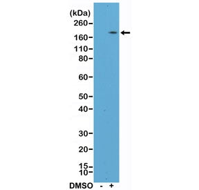 CD11b Antibody / MAC-1 (C-Terminal)